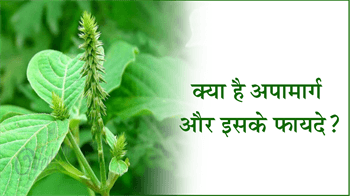 क्या है अपामार्ग(चिरचिटा) और इसके फायदे?