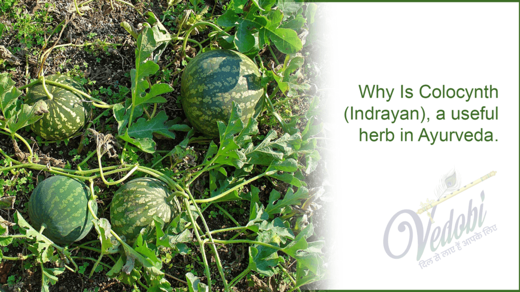 Why is Colocynth(Indrayan) a useful herb in Ayurveda