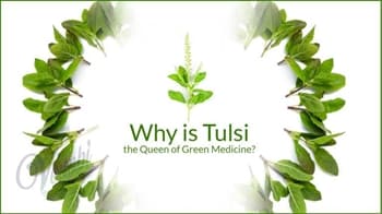 Why is Tulsi, the Queen of Green Medicine