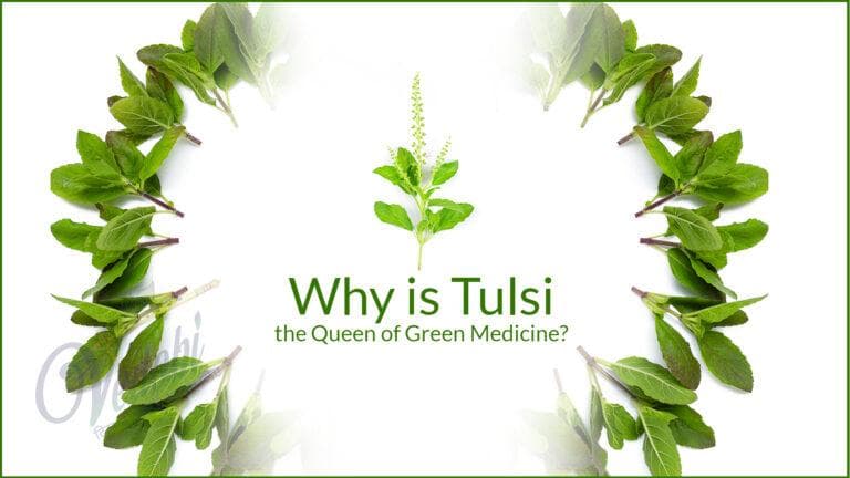 Why is Tulsi, the Queen of Green Medicine