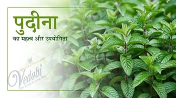 पुदीना