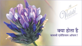 क्या होता है बाबची एसेंशियल ऑयल?