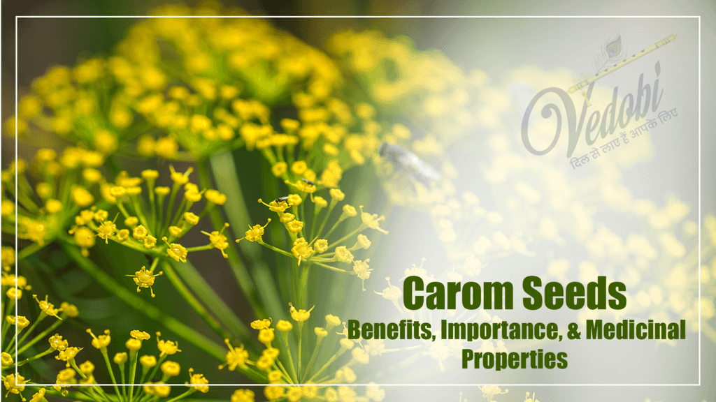 Carom Seeds- Benefits, Importance, & Medicinal Properties