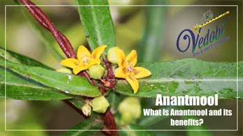 What is Anantmool and its benefits?