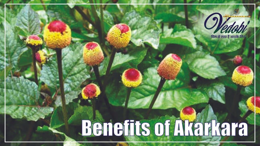 Benefits of Akarkara