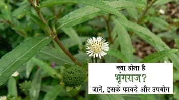 क्या होता है भृंगराज, जानें इसके फायदे और उपयोग