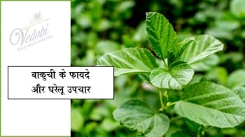 बाकुची के फायदे और घरेलू उपचार