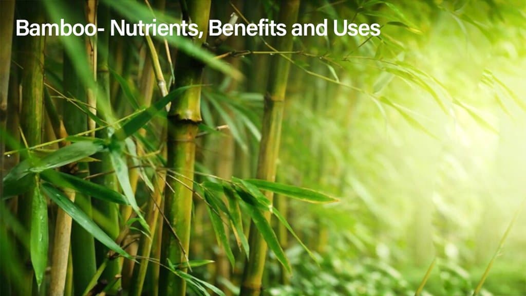 Bamboo- Nutrients, Benefits and Uses