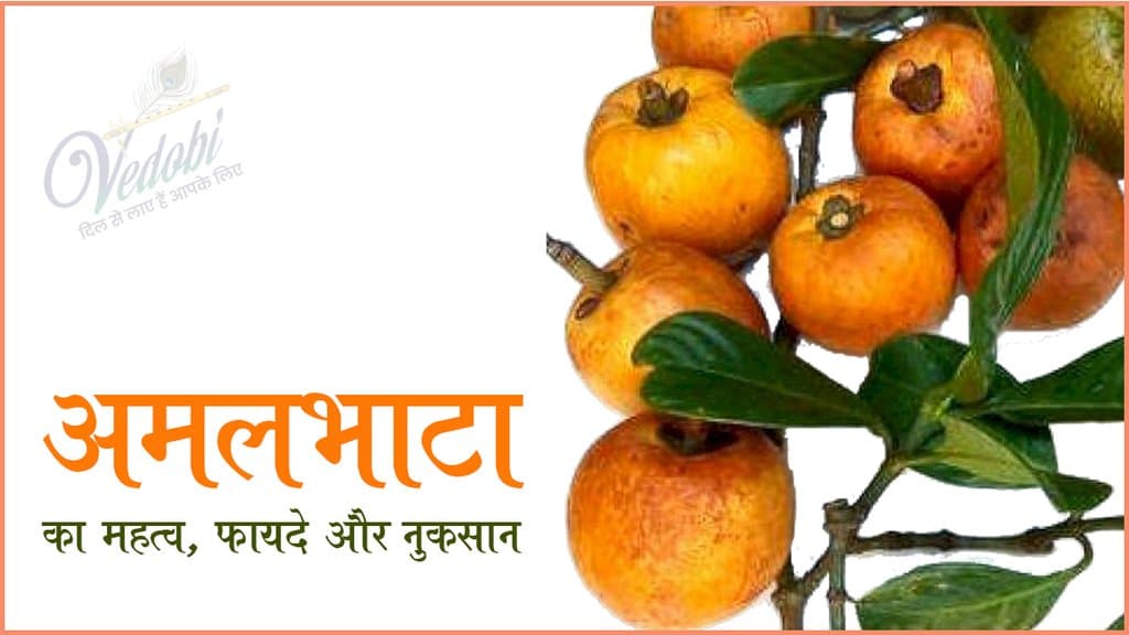 अमलभाठा के महत्व, फायदे और नुकसान