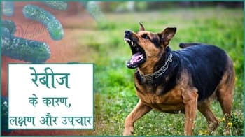 रेबीज के कारण, लक्षण और उपचार