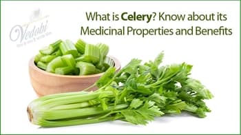 What is Celery? Know about its Medicinal Properties and Benefits