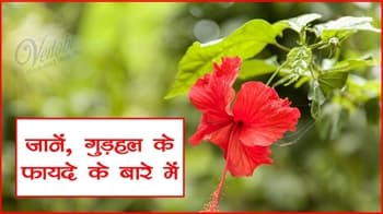 जानें, गुड़हल के फायदे के बारे में