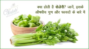 क्या होती है सेलेरी? जानें, इसके औषधीय गुण और फायदों के बारे में