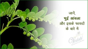 जानें, भुई आंवला और इसके फायदों के बारे में