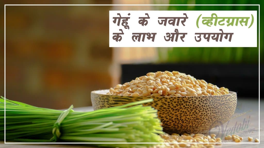 गेहूं के जवारे (व्‍हीटग्रास) लाभ और उपयोग