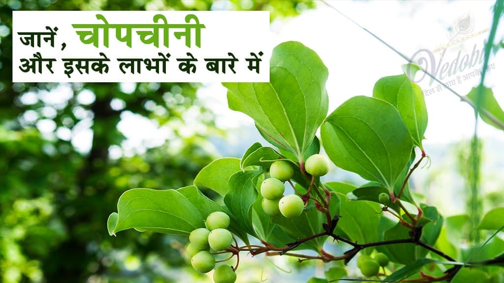 जानें, चोपचीनी और इसके लाभों के बारे में