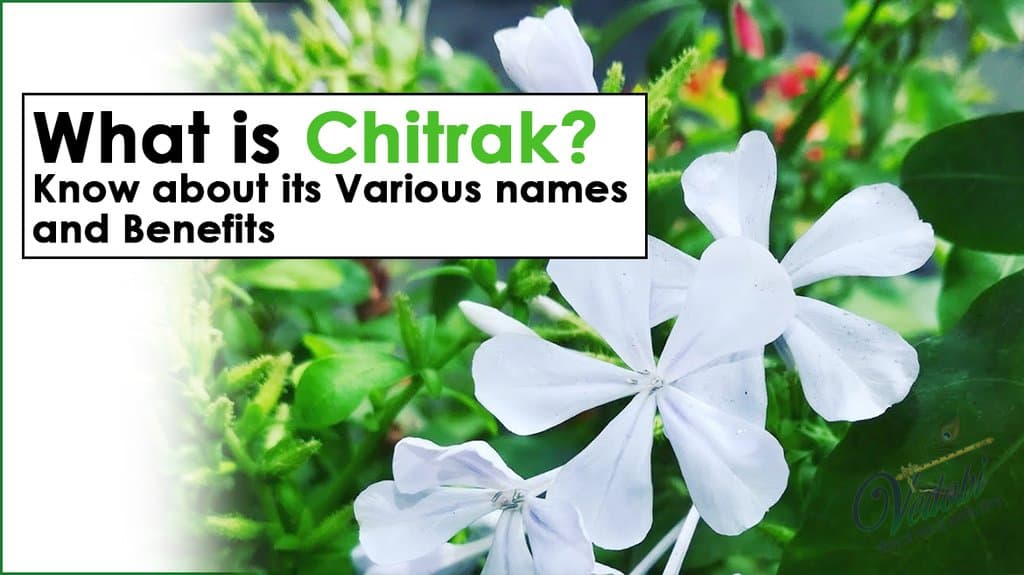What is Chitrak? Know about its Various names and Benefits