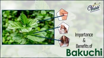 Importance & Benefits of Bakuchi