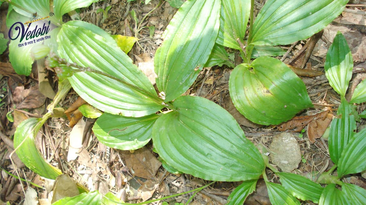 Jivak: Importance, Benefits & Side effects