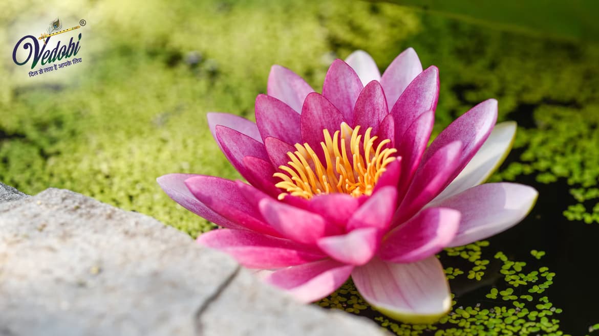 Lotus: A Symbol of Divine Beauty and Purity