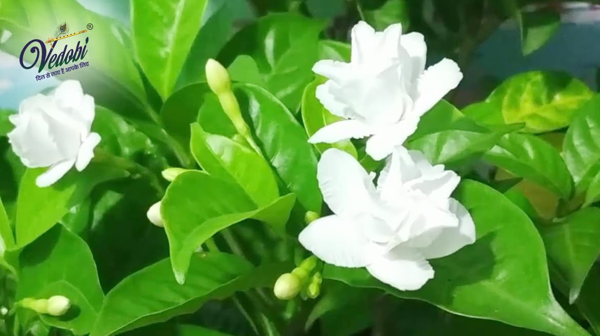 Tagar: Benefits, Uses and Side effects