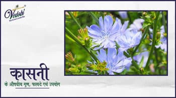 कासनी के औषधीय गुण, फायदे एवं उपयोग