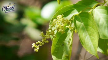 Patha: Benefits, Uses and Side Effects