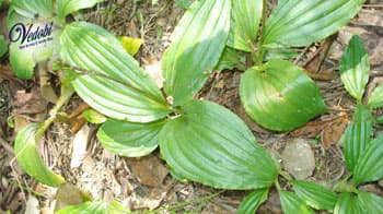Jivak: Importance, Benefits & Side effects