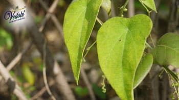 Importance and Benefits of Peepal in Ayurveda