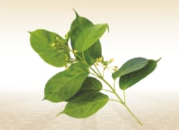 Gudmar (Gymnema Sylvestre)