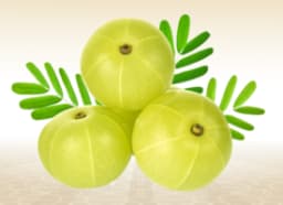 Indian Gooseberry (Phyllanthus emblica)