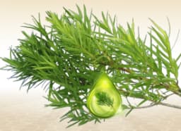Tea tree leaves (Melaleuca alternifolia)