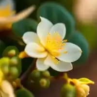 Gudmar (Gymnema Sylvestre)