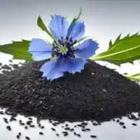 Nigella Seeds (Nigella Sativa)