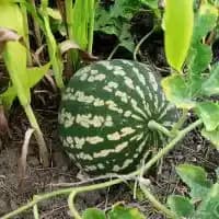 Colocynth (Citrullus Colocynthis)