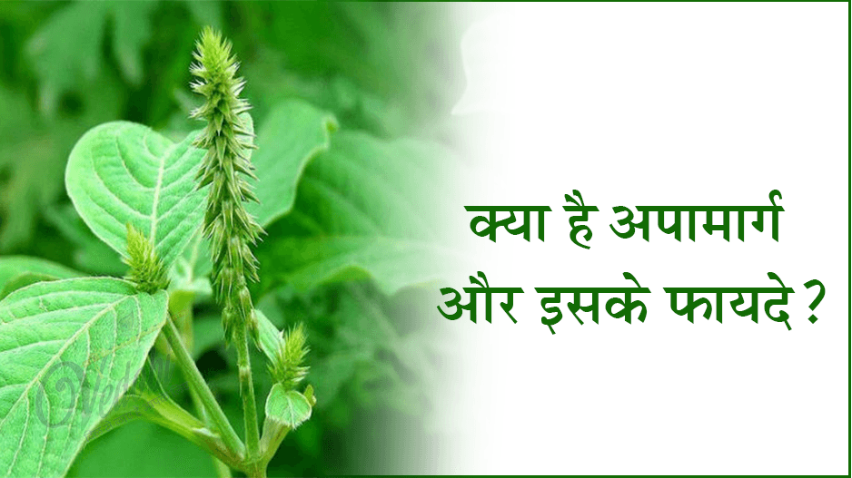 क्या है अपामार्ग(चिरचिटा) और इसके फायदे?