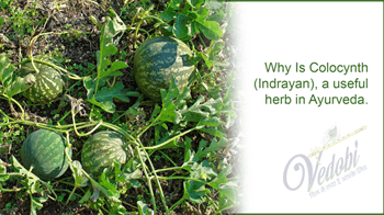 Why is Colocynth(Indrayan) a useful herb in Ayurveda