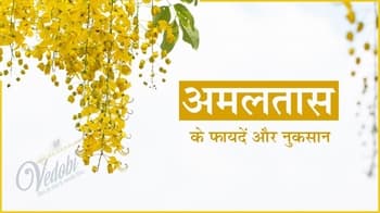 अमलतास के फायदें और नुकसान
