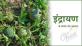 इंद्रायण इसके फायदे और नुकसान