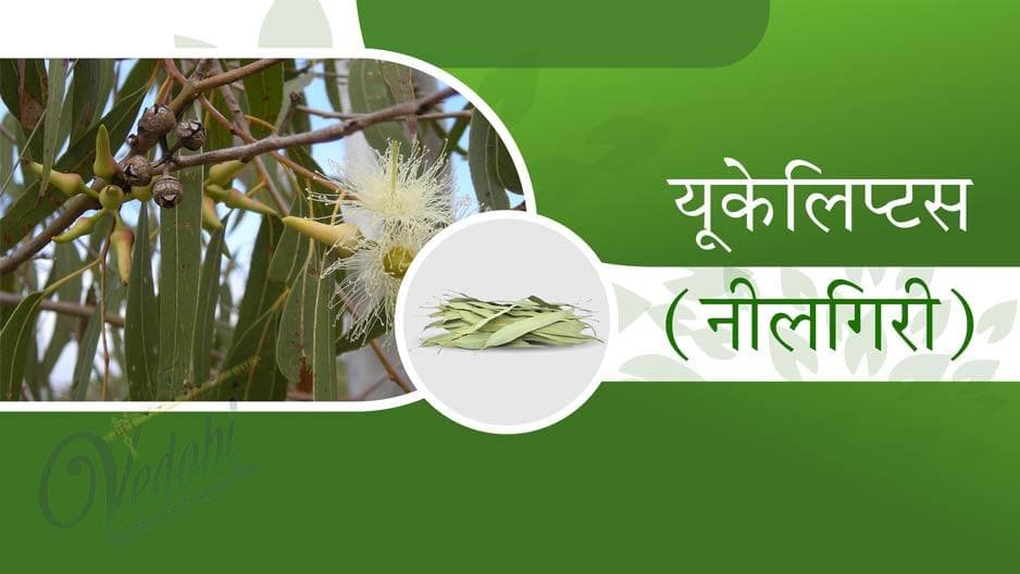यूकलिप्टस (नीलगिरी)