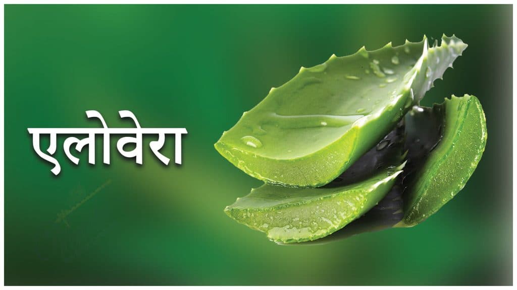 एलोवेरा