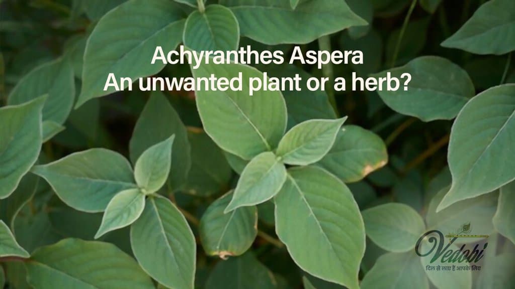 Achyranthes Aspera: An unwanted plant or a herb?