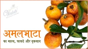 अमलभाठा के महत्व, फायदे और नुकसान