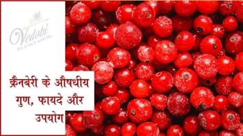 क्रैनबेरी के औषधीय गुण, फायदे और उपयोग