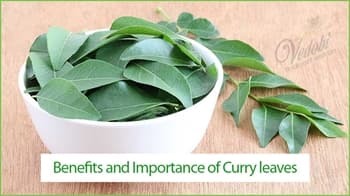 Benefits and Importance of Curry leaves