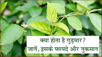 क्या होता है गुड़मार? जानें, इसके फायदे और नुकसान