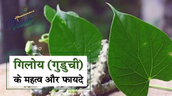 गिलोय (गुडुची) के महत्व और फायदे