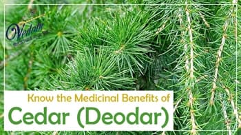 Know the Medicinal Benefits of Cedar (Deodar)