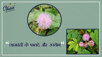 लाजवंती के फायदे और उपयोग