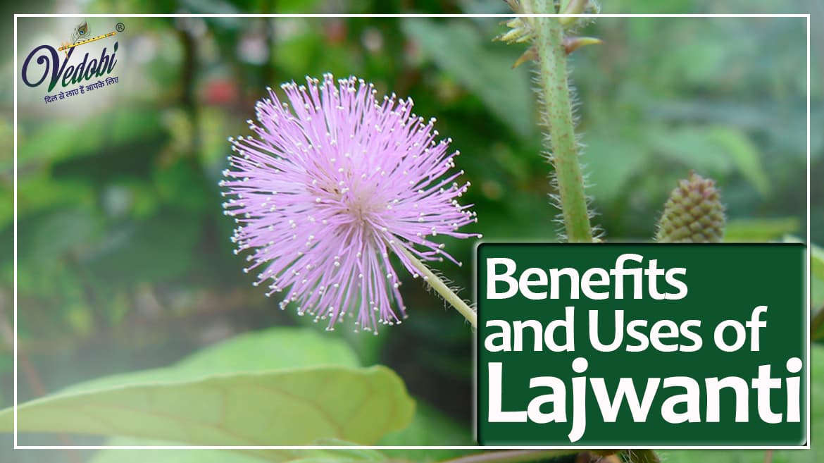 Benefits and Uses of Lajwanti